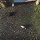 Illustration for article titled What The Heck Happened In iEverybody’s Gone To The Rapture/i? A Guide.